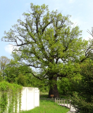 oaktree